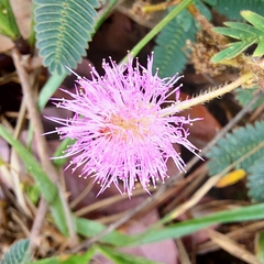 Mimosa pigra