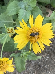 Apis mellifera