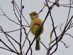 Empidonax fulvifrons