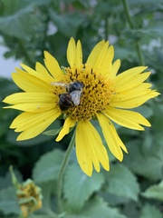 Apis mellifera