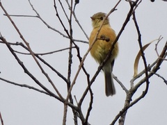 Empidonax fulvifrons