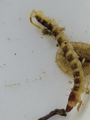 Ptilodactyla