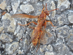 Polistes apachus texanus