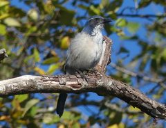 Aphelocoma californica