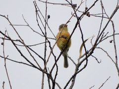 Empidonax fulvifrons