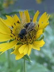 Apis mellifera