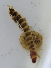Ptilodactyla