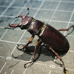 Lucanus capreolus