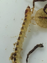 Ptilodactyla
