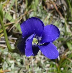 Gentianopsis thermalis