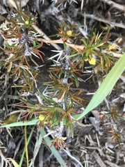 Berberis empetrifolia