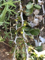 Berberis empetrifolia