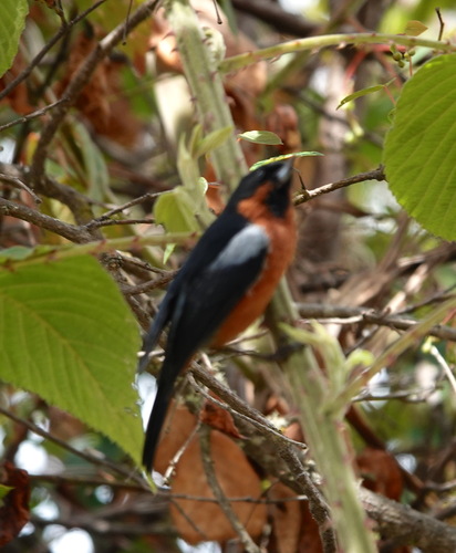 Black-throated Flowerpiercer