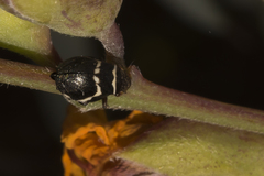 Bathyllus albicinctus