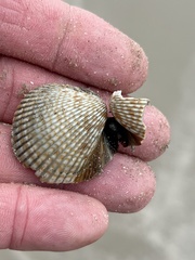 Dinocardium robustum