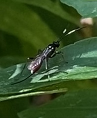 Cryptinae