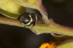 Bathyllus albicinctus