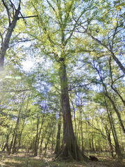 Quercus laurifolia