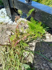 Tripleurospermum maritimum