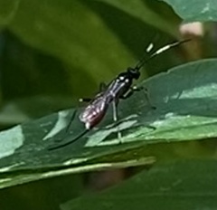 Cryptinae