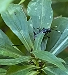 Cryptinae