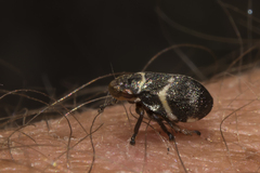Bathyllus albicinctus