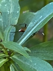 Cryptinae
