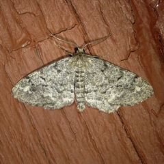 Hypagyrtis piniata