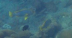 Plectorhinchus polytaenia