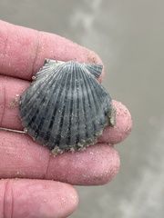 Argopecten irradians