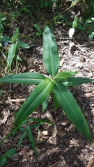Commelina virginica