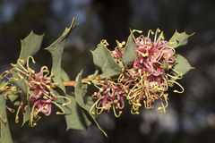 Hakea amplexicaulis