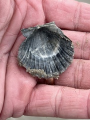 Argopecten irradians