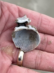 Dinocardium robustum