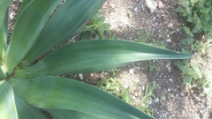 Agave desmettiana