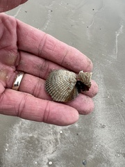 Dinocardium robustum