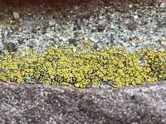 Candelariella aurella