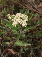 Baccharis latifolia