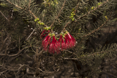 Melaleuca quadrifida