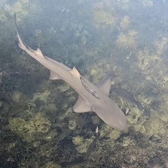 Negaprion brevirostris