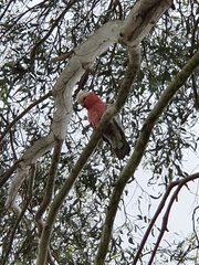 Eolophus roseicapilla albiceps