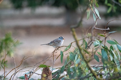 Zonotrichia leucophrys