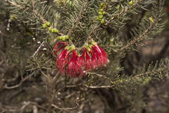 Melaleuca quadrifida