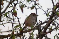 Zonotrichia leucophrys