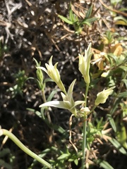 Leucocoryne alliacea