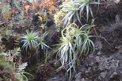 Hechtia
