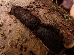Biscogniauxia mediterranea