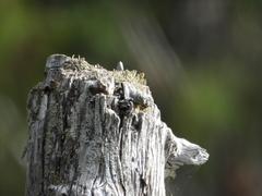 Cladonia chlorophaea