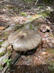 Megacollybia