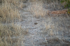 Zonotrichia leucophrys